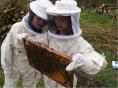 So-sehen-die-Bienenwaben-aus.jpg